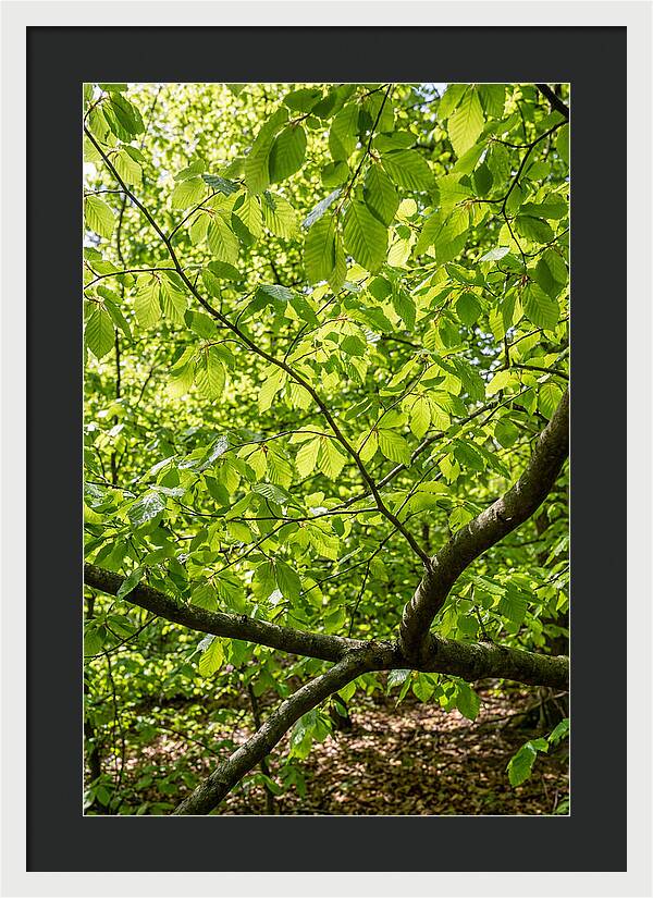 Spring Green Canopy