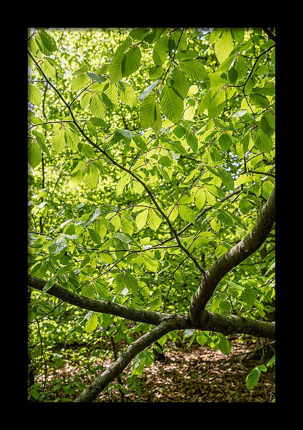 Spring Green Canopy