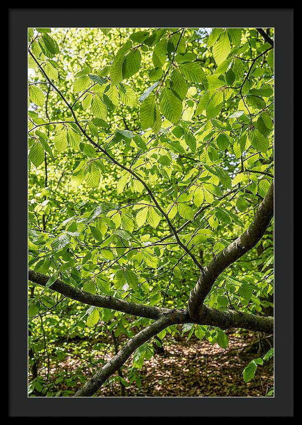 Spring Green Canopy