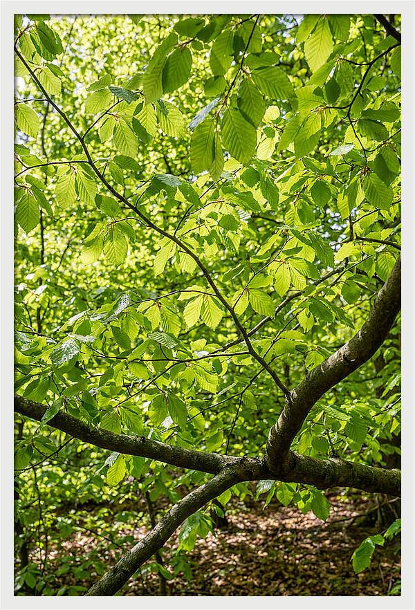 Spring Green Canopy