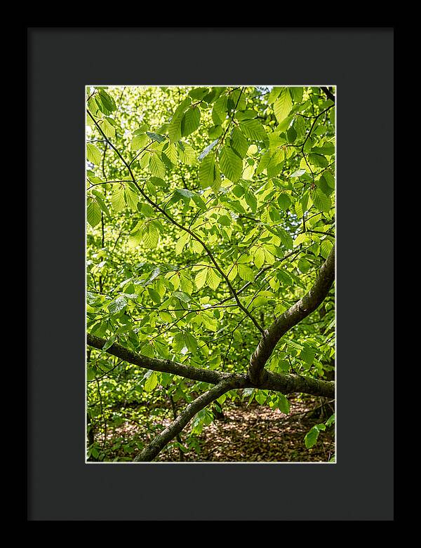 Spring Green Canopy