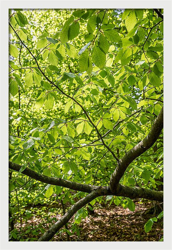 Spring Green Canopy
