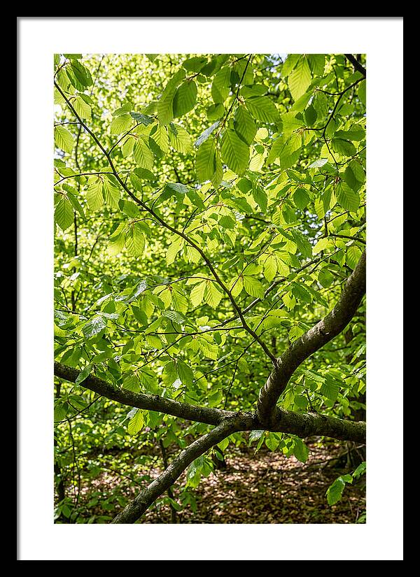 Spring Green Canopy