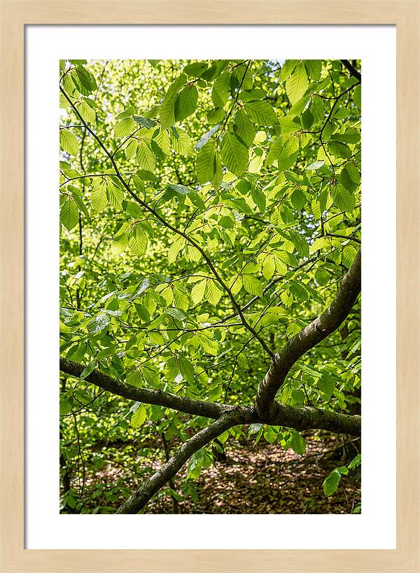 Spring Green Canopy