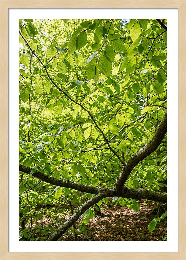 Spring Green Canopy
