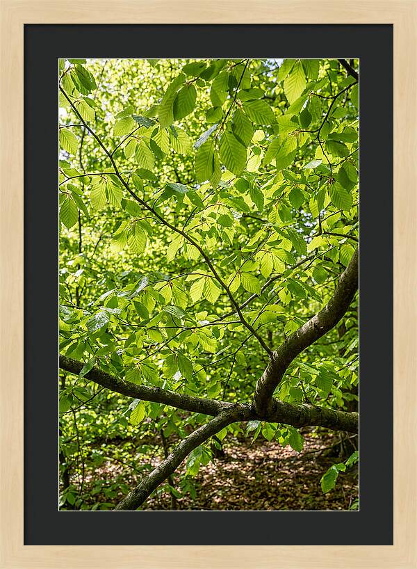 Spring Green Canopy