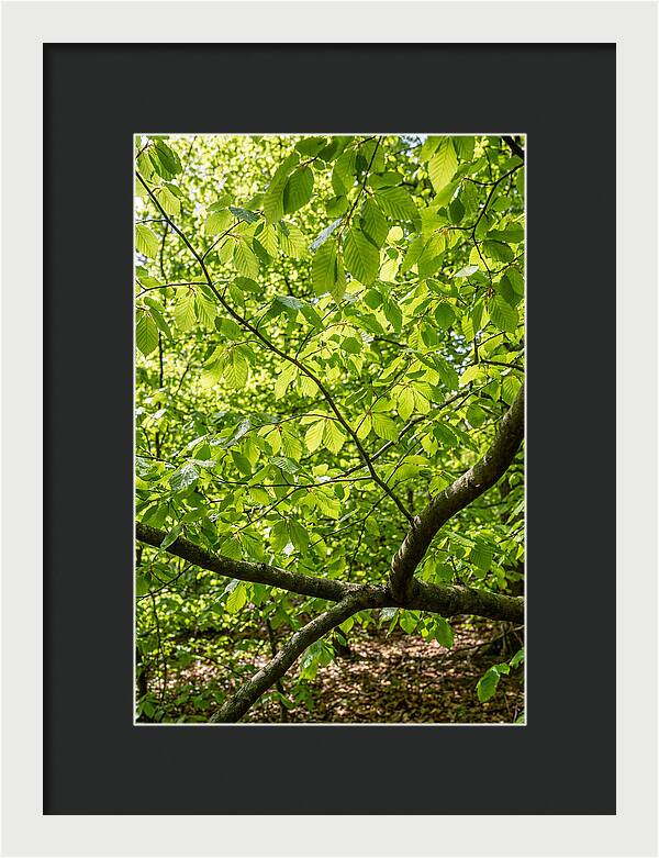 Spring Green Canopy