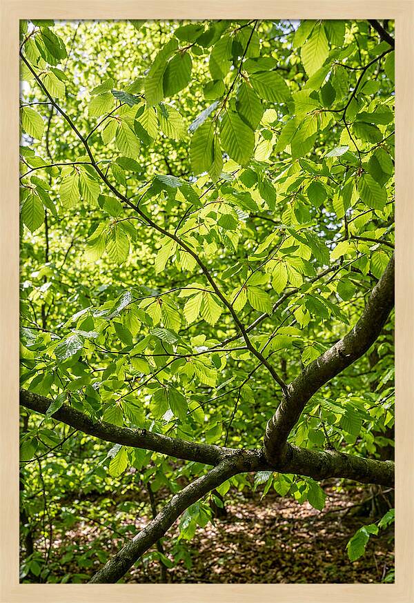 Spring Green Canopy