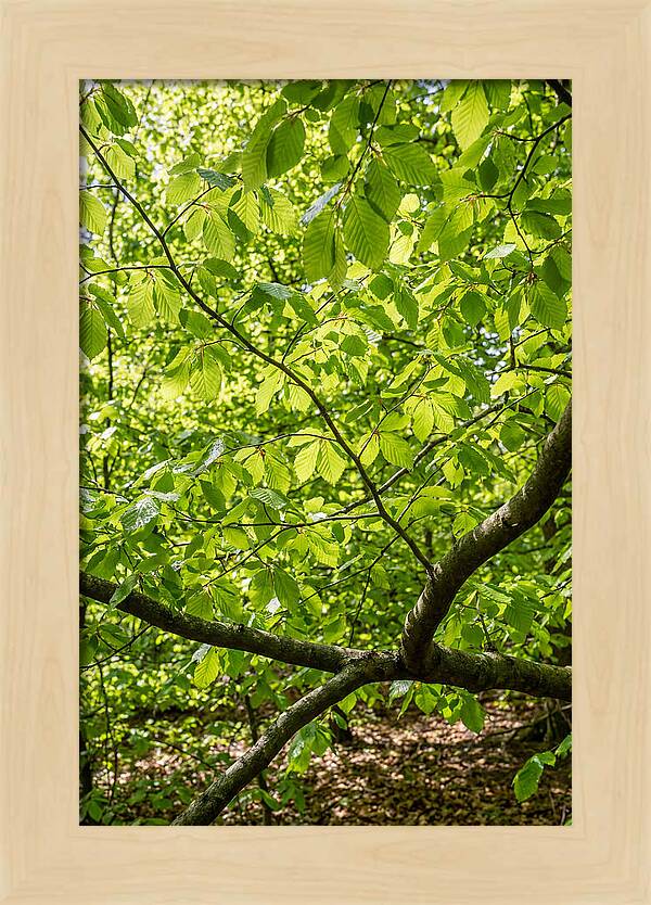 Spring Green Canopy