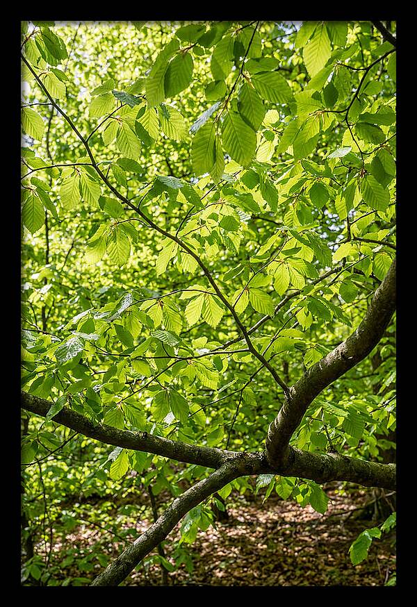 Spring Green Canopy