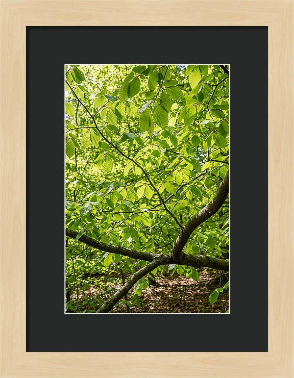 Spring Green Canopy