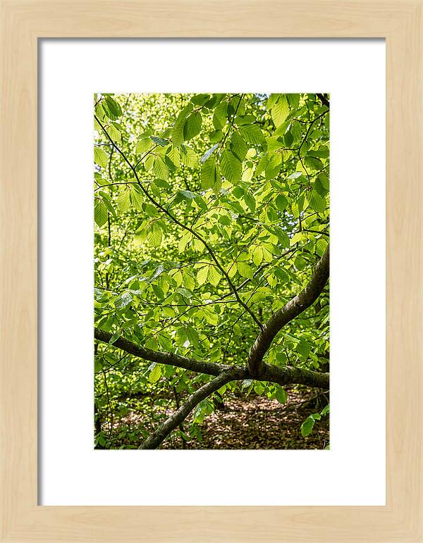 Spring Green Canopy