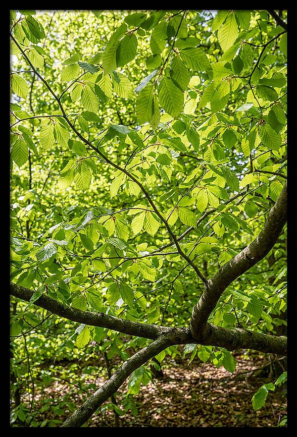 Spring Green Canopy