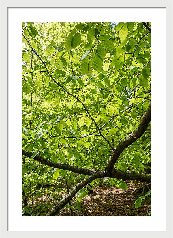 Spring Green Canopy