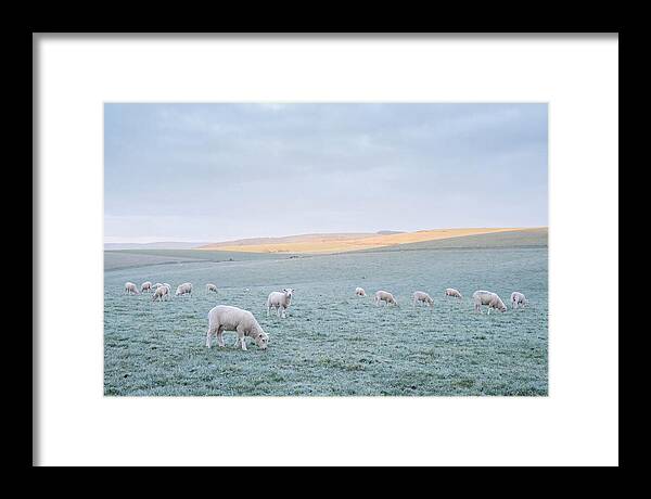 Spring Lambs Grazing In Meadow