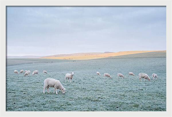 Spring Lambs Grazing In Meadow