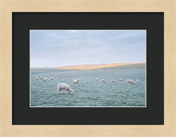 Spring Lambs Grazing In Meadow