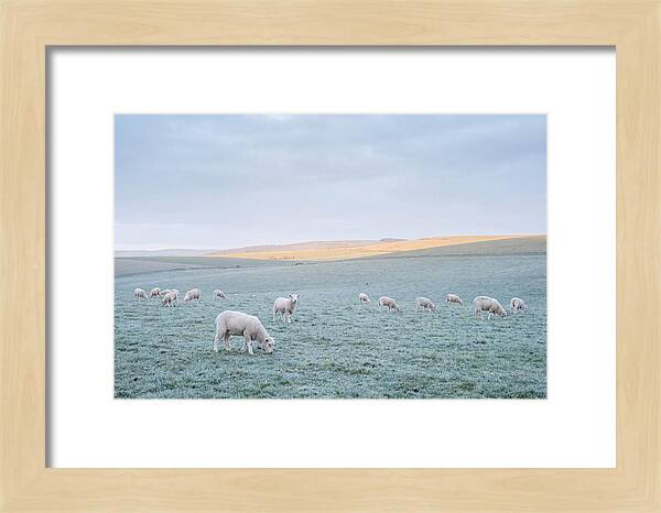 Spring Lambs Grazing In Meadow