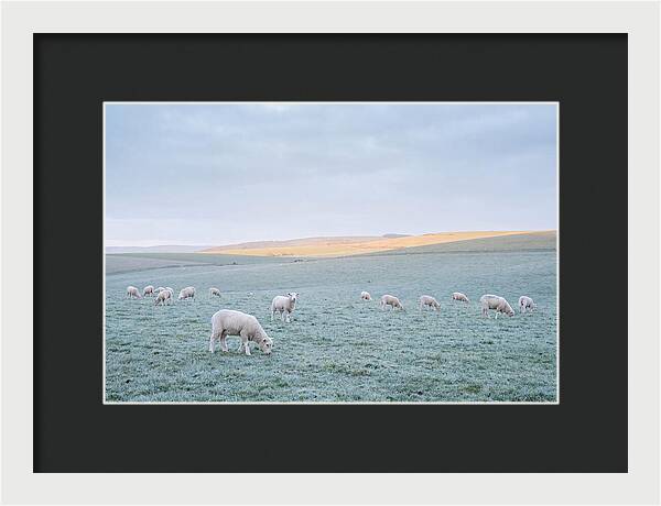 Spring Lambs Grazing In Meadow