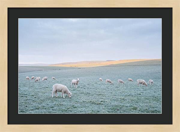 Spring Lambs Grazing In Meadow