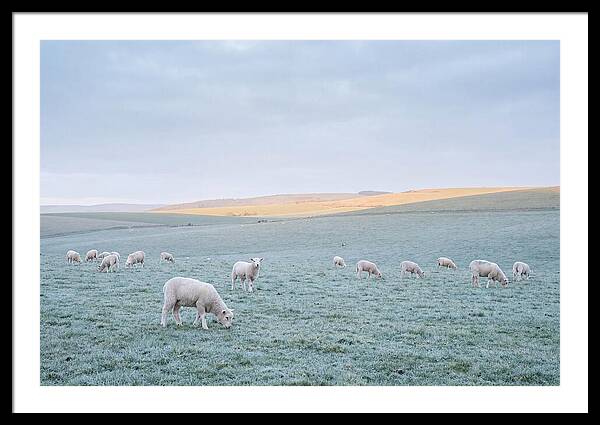 Spring Lambs Grazing In Meadow