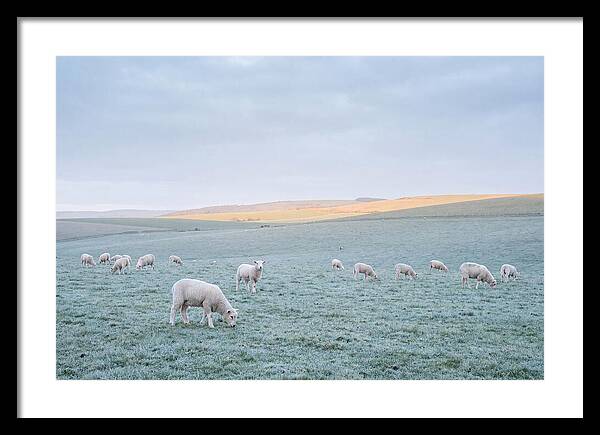 Spring Lambs Grazing In Meadow