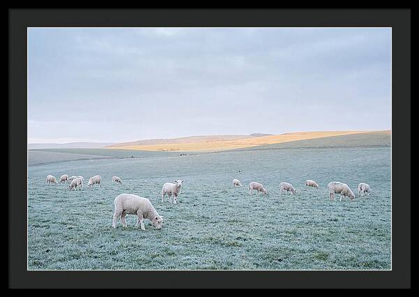 Spring Lambs Grazing In Meadow