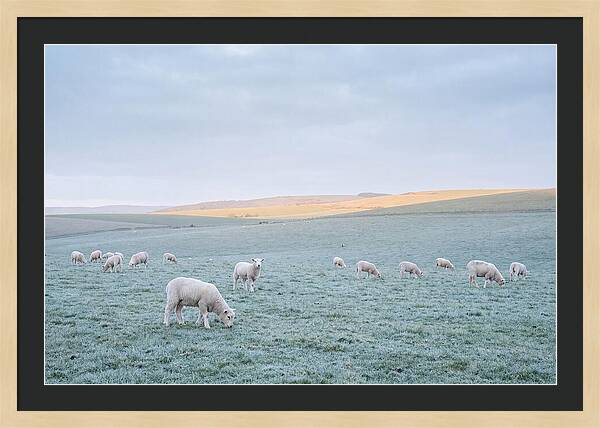 Spring Lambs Grazing In Meadow