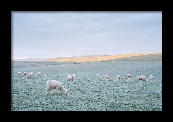 Spring Lambs Grazing In Meadow