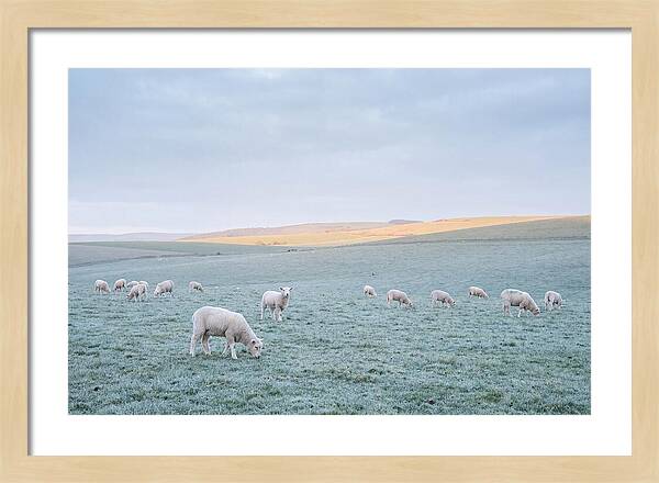 Spring Lambs Grazing In Meadow