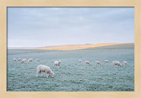 Spring Lambs Grazing In Meadow