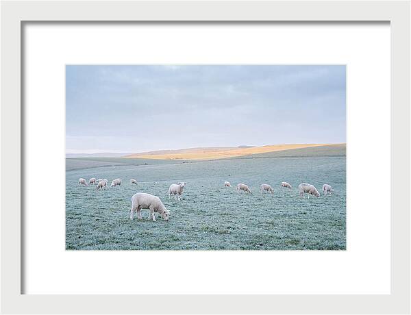 Spring Lambs Grazing In Meadow