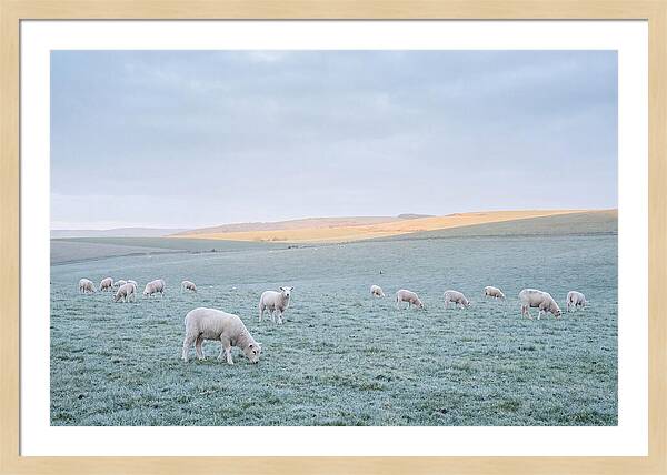 Spring Lambs Grazing In Meadow