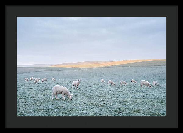 Spring Lambs Grazing In Meadow