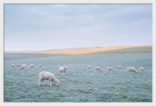Spring Lambs Grazing In Meadow