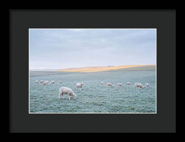 Spring Lambs Grazing In Meadow
