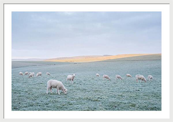 Spring Lambs Grazing In Meadow