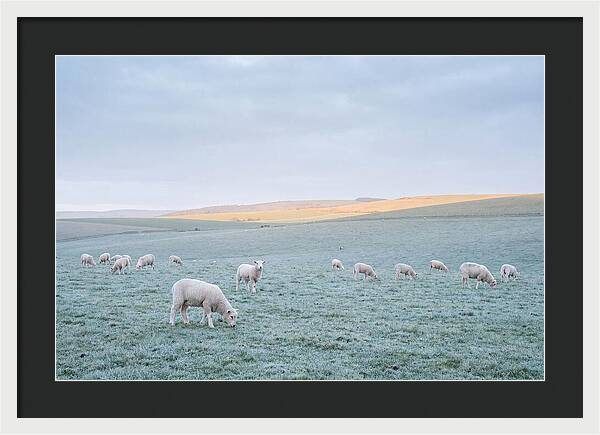 Spring Lambs Grazing In Meadow