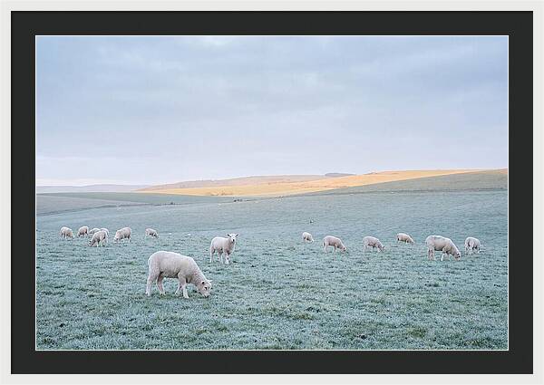 Spring Lambs Grazing In Meadow