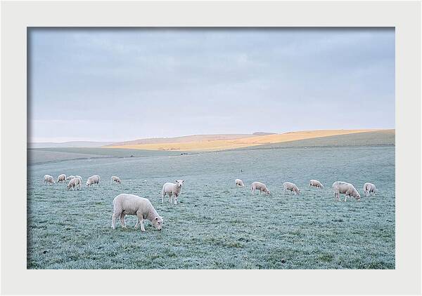 Spring Lambs Grazing In Meadow