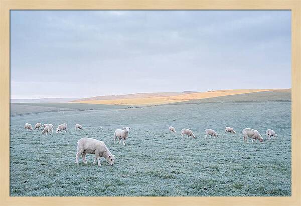Spring Lambs Grazing In Meadow