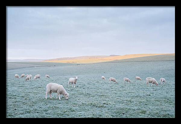 Spring Lambs Grazing In Meadow
