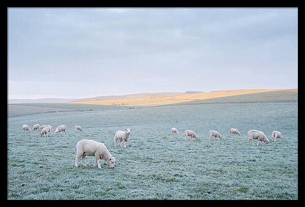 Spring Lambs Grazing In Meadow