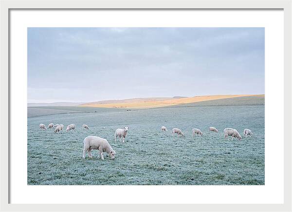 Spring Lambs Grazing In Meadow