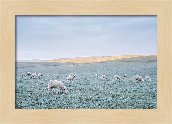 Spring Lambs Grazing In Meadow