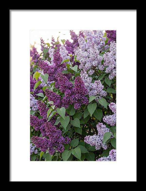 Spring Lilac Blooms