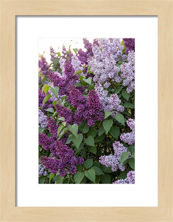 Spring Lilac Blooms