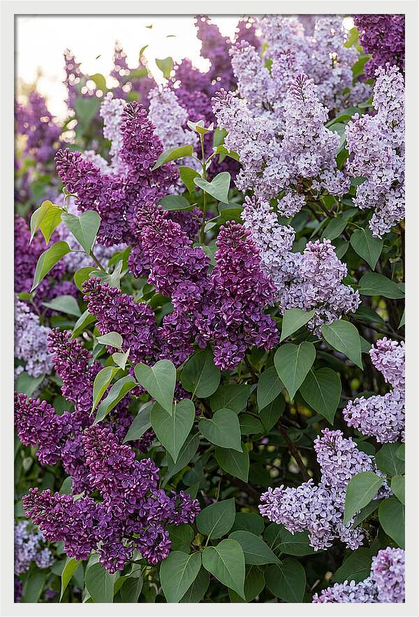 Spring Lilac Blooms
