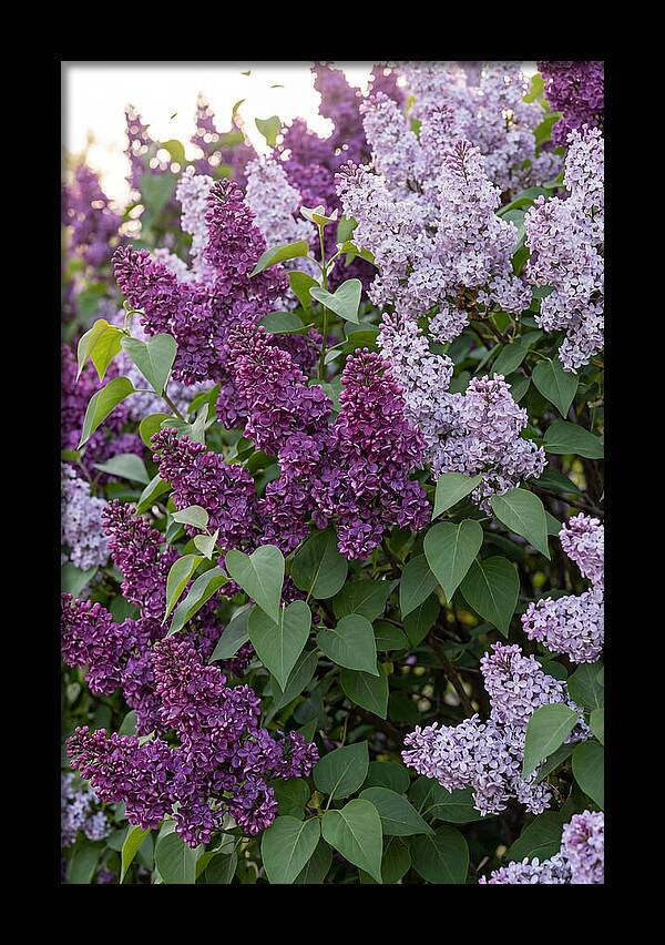 Spring Lilac Blooms