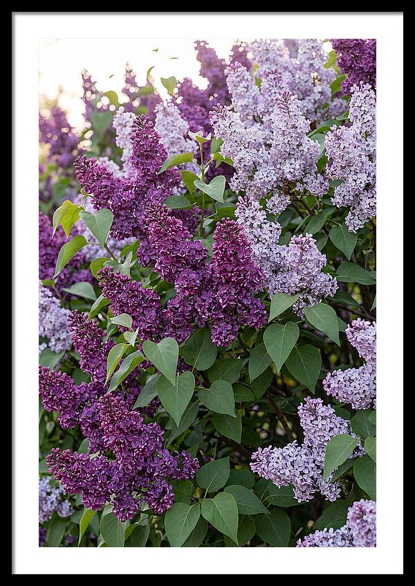 Spring Lilac Blooms